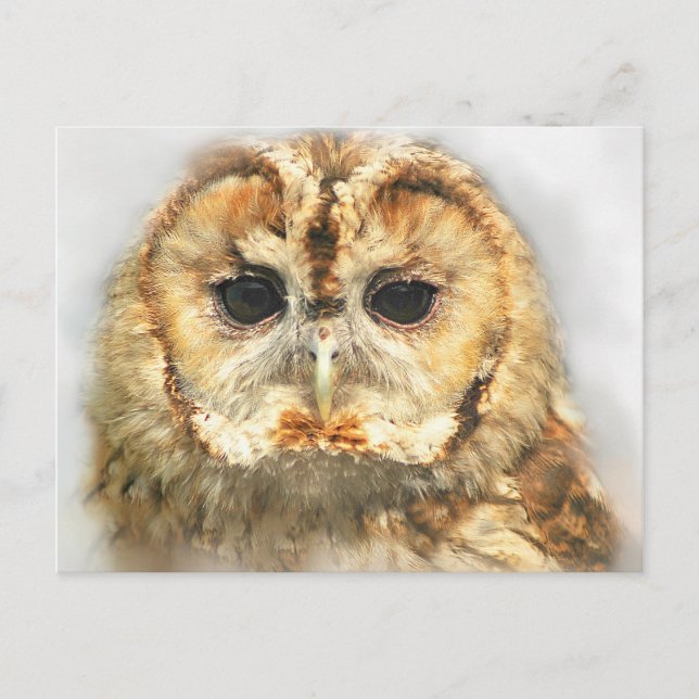 Postal Tawny Owl (Anverso)