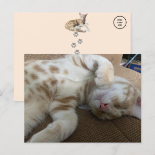 Postal Taz The Adorable Ginger Tabby - Cat