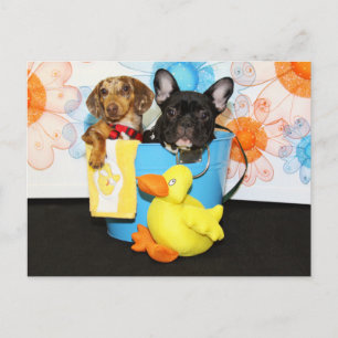 Postal Taz y Verde azulado - Dachshund y Bulldog - 3