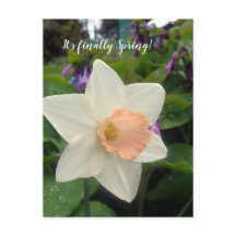 Taza rosa de primavera Daffodil