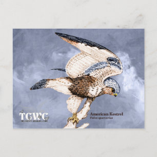 Postal TCWC - Ilustracion estadounidense de cernícalo con