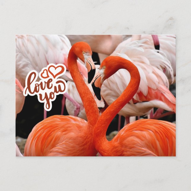 Postal Te Amas Dos Hermosos Aves Flamingo (Anverso)