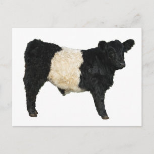 Postal ¿Te apetece un Oreo? Vaca Galloway Bellada