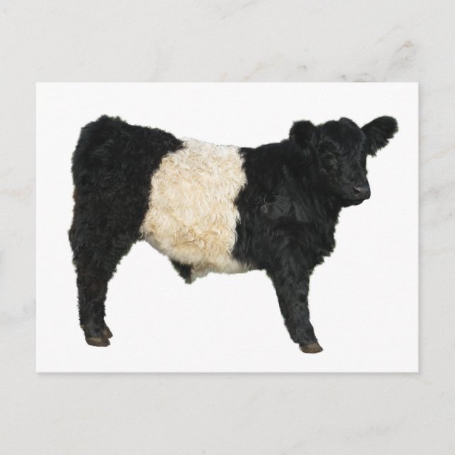 Postal ¿Te apetece un Oreo? Vaca Galloway Bellada (Anverso)
