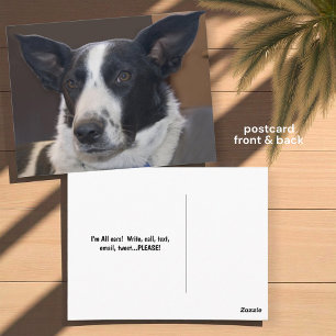 Postal Te echo de menos Border Collie Perro Orejas Perky