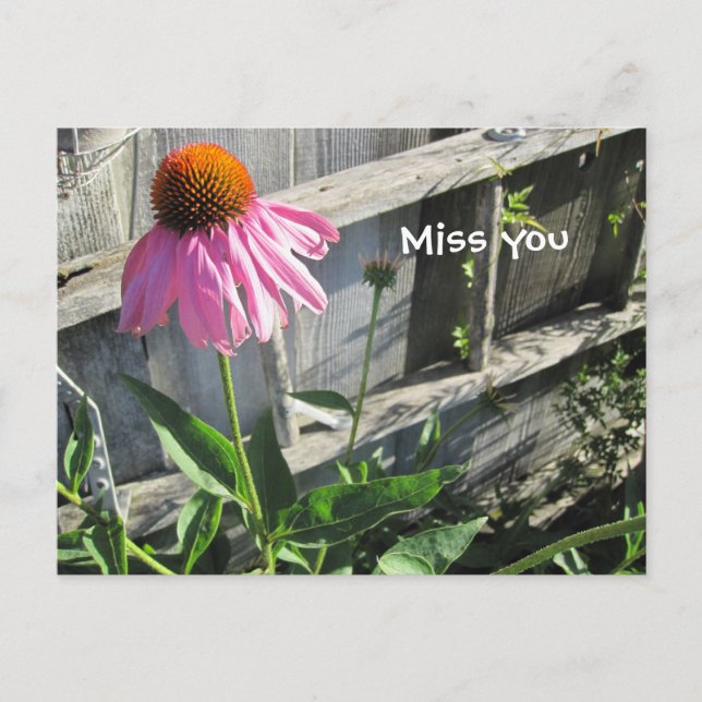 Postal Te echo de menos Daisy rosa (Anverso)