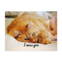 Te echo de menos, dulce Naranja Maine Coon Cat