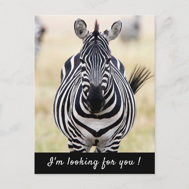 Postal Te estoy buscando foto de Zebra con texto (Anverso)