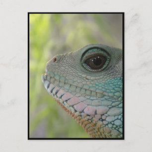 Postal Te estoy vigilando - Postcard