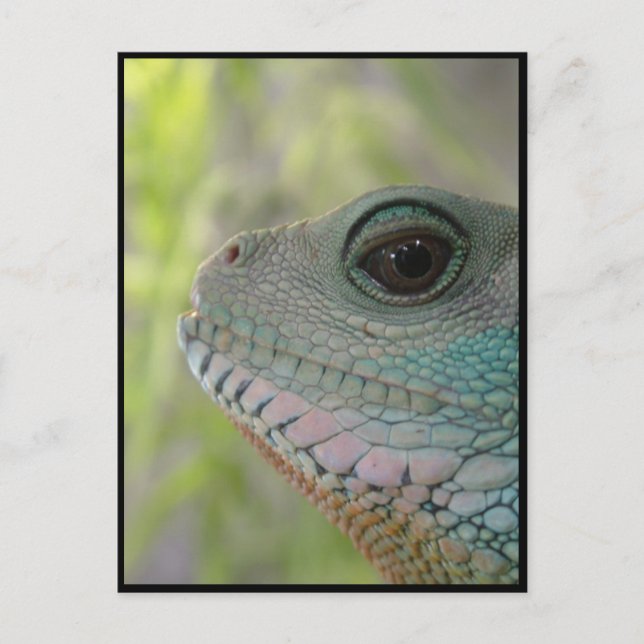 Postal Te estoy vigilando - Postcard (Anverso)