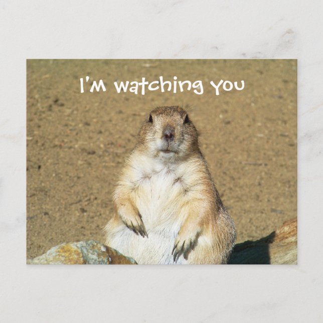 Postal "Te estoy vigilando" Prairie Dog Postcard (Anverso)