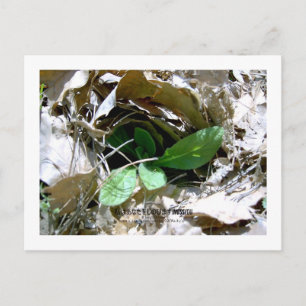 Postal Te extraño (Corea del Sur)