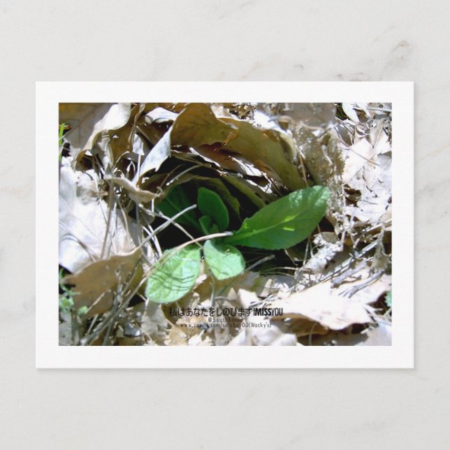 Postal Te extraño (Corea del Sur) (Anverso)