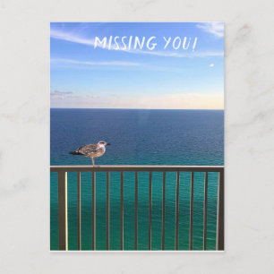 Postal Te extraño! Una gaviota cabezablanca