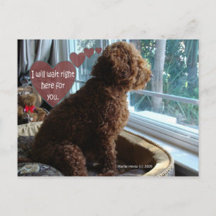 Postal Te Falta - Poodle - Postcard