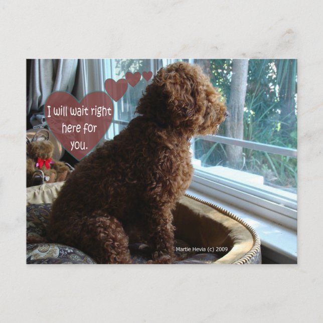 Postal Te Falta - Poodle - Postcard (Anverso)
