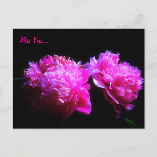 Postal Te presento a peony Postcard (Anverso)