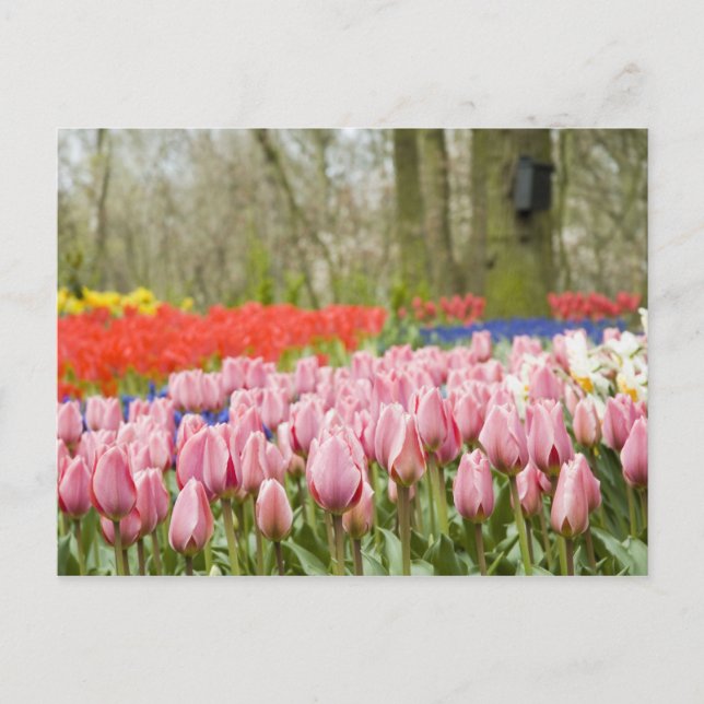 Postal ¿Te vas a holandés? (Anverso)