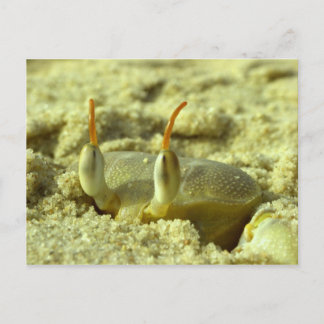 Postal Te veo - cangrejo en la playa cerca