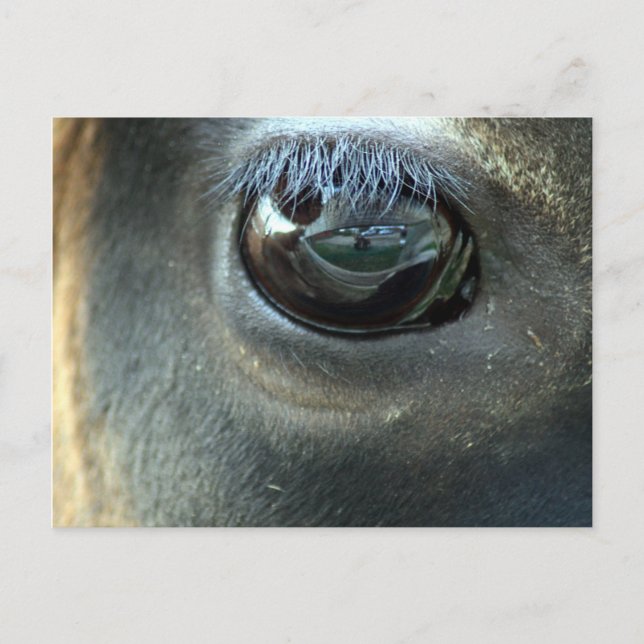 Postal Te veo, Jersey Cow eye (Anverso)