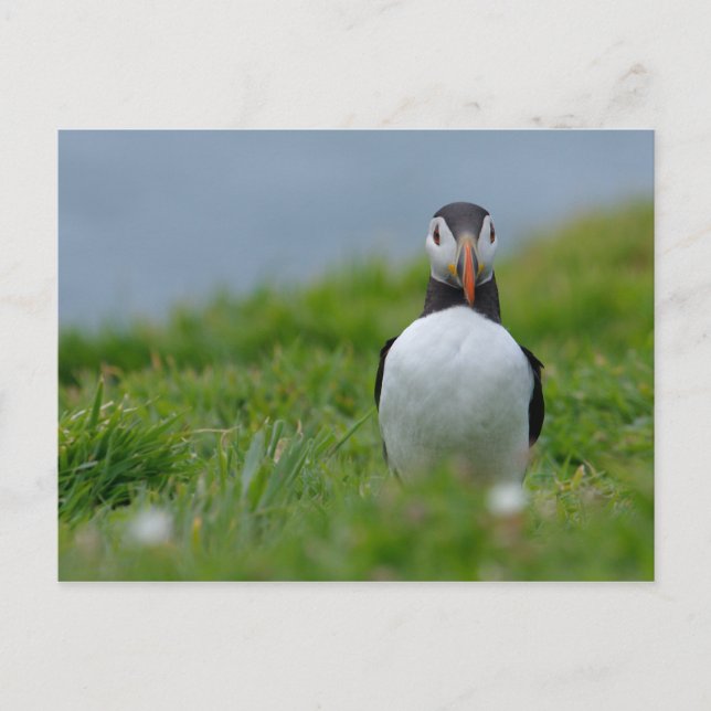 Postal Te Veo Puffin (Anverso)