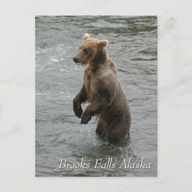 Postal Te veo sospechoso, Brooks Falls Alaska (Anverso)