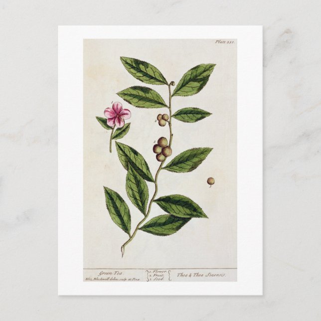 Postal Té verde, plato 351 de "A Curious Herbal", público (Anverso)