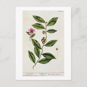 Postal Té verde, plato 351 de "A Curious Herbal", público