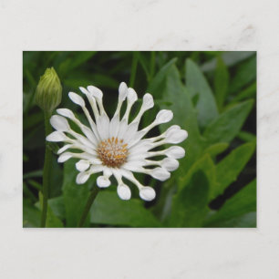Postal Tea Cup Daisey Post Card