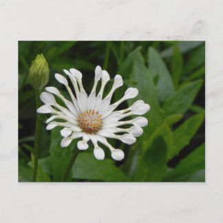 Postal Tea Cup Daisey Post Card