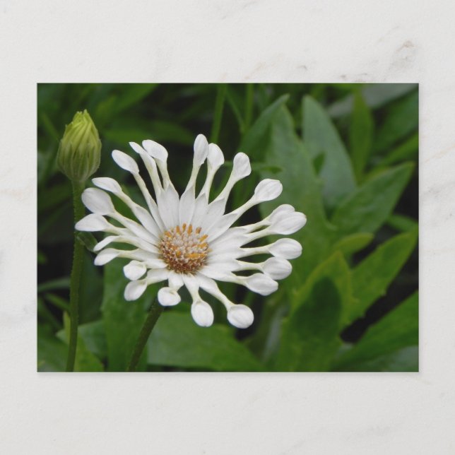 Postal Tea Cup Daisey Post Card (Anverso)