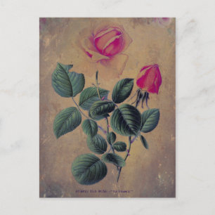 Postal Tea Rosa Grunge