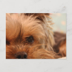 Postal teacup yorkie