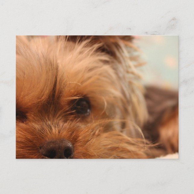 Postal teacup yorkie (Anverso)