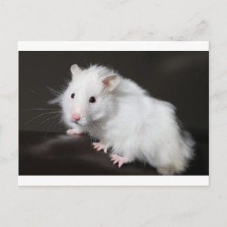 Postal Teddy Bear Hamster