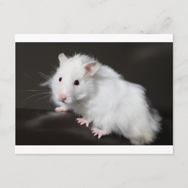 Postal Teddy Bear Hamster (Anverso)