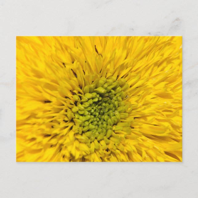 Postal Teddy Bear Sunflower (Anverso)