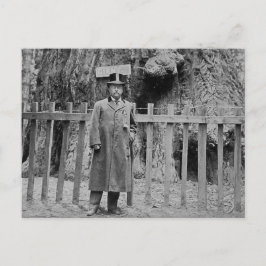 Postal Teddy Roosevelt en el Big Tree Grove Santa Cruz