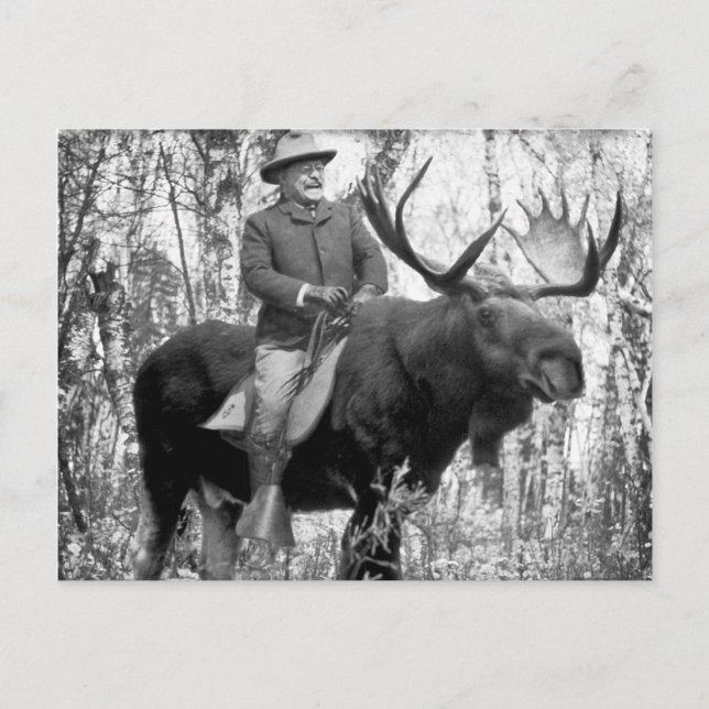 Postal Teddy Roosevelt que monta un alce de Bull (Anverso)