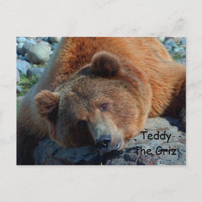 Postal Teddy the Grizz (Anverso)