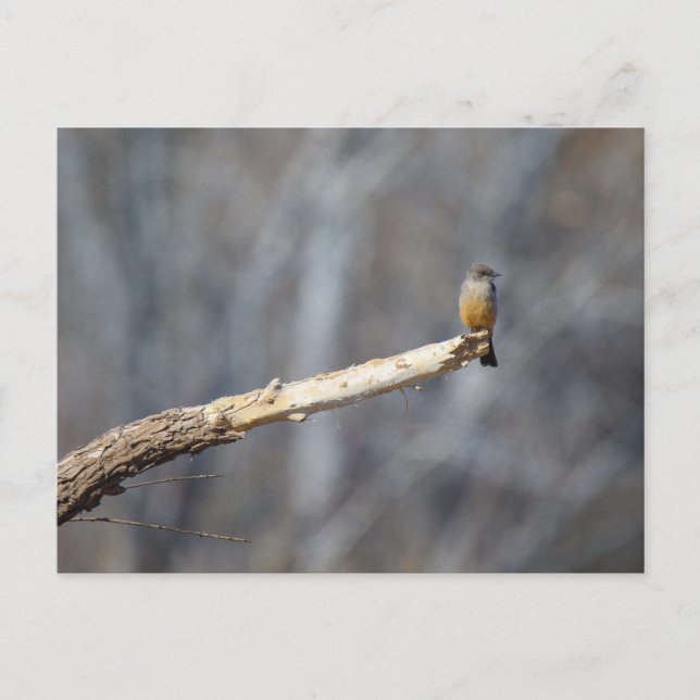 Postal Teenie Tiny (Anverso)