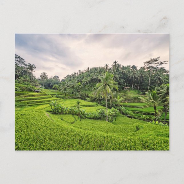 Postal Tegallalang (Anverso)