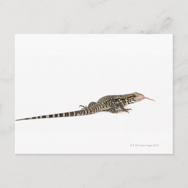 Postal Tegu azul - Tupinambis merianae (Anverso)