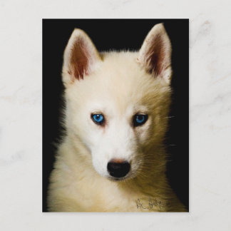 Postal Tehya - Siberian Husky