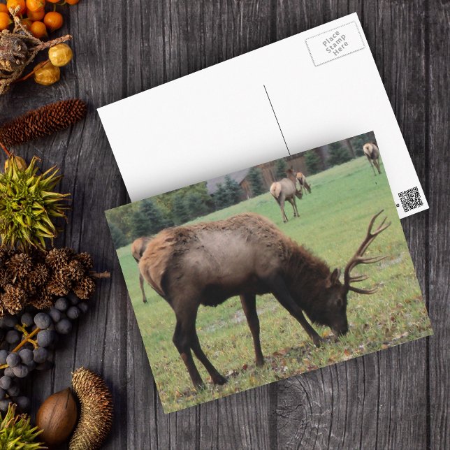 Postal Tejido de fotos de machos de la encía Otoño (Real photo of male elk with antlers in grassy field on postcard.)