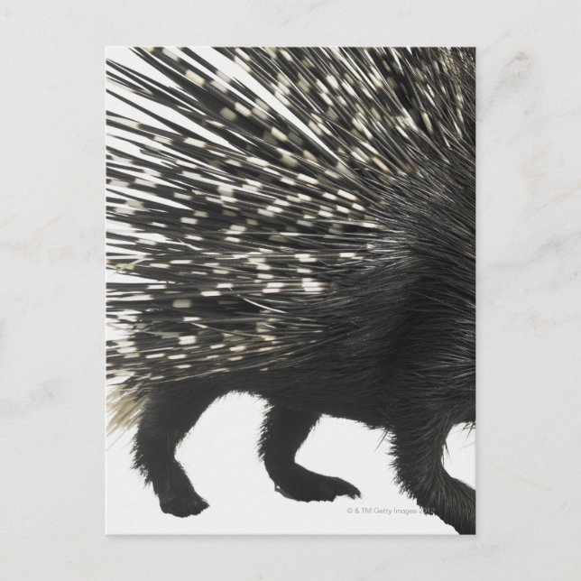 Postal Tejidos Porcupine (Anverso)