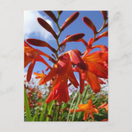 Postal Tema de potencia de las flores