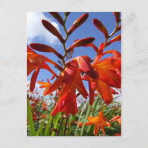 Postal Tema de potencia de las flores