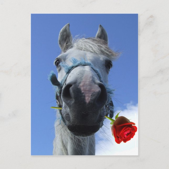 Postal tema del amor de caballo y rosa (Anverso)