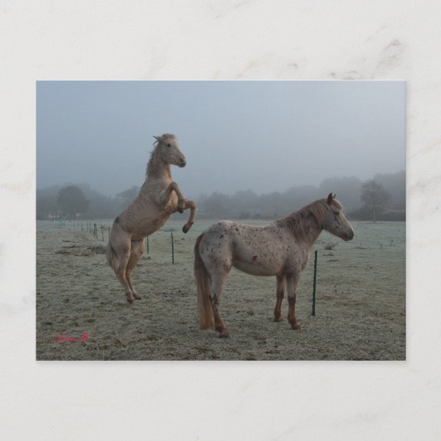 Postal Temblorosa mañana (Anverso)